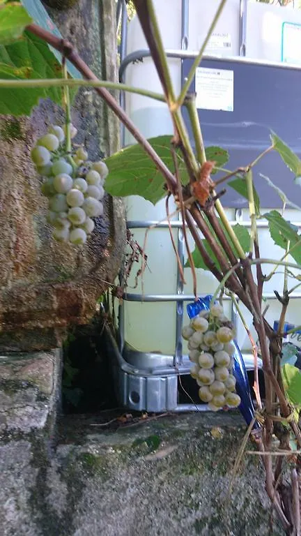 Podere Isabella 산빈첸초 0*,